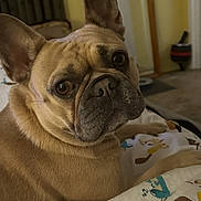 Phoebe joined the competition — help win amazing prizes! dog, french_bulldog, pet, indoor, blanket, resting, curious, animal, closeup, canine, ears, face, fur, brown, looking, home, cozy, portrait, companion, cute