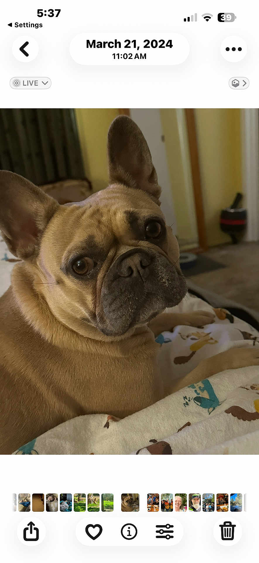 Phoebe