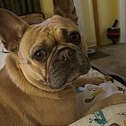 Phoebe Karma Coleman joined the competition — help win amazing prizes! dog, french_bulldog, pet, close_up, indoor, blanket, animal_print, curious, tan, ears, face, snout, fur, resting, cozy, home, background_blur, canine, companion, cute