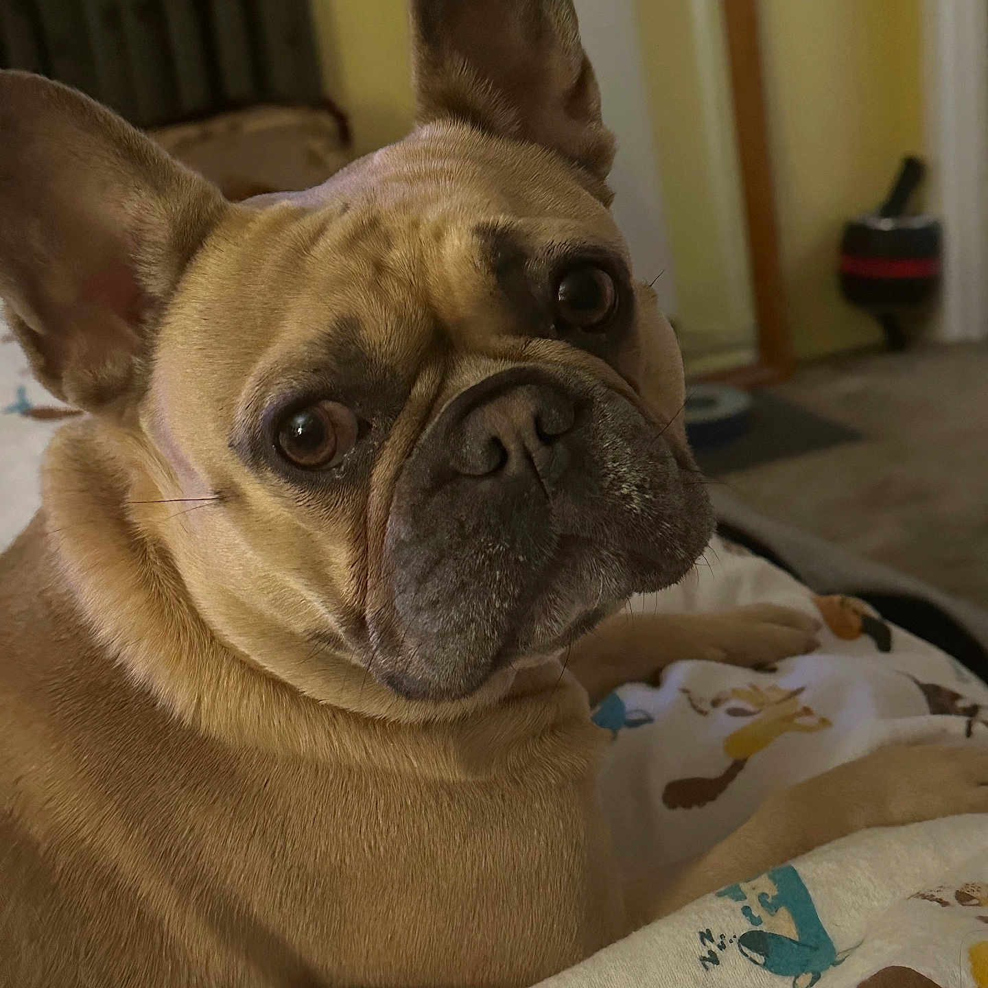 Phoebe Karma Coleman joined the competition — help win amazing prizes! animal_print, background_blur, blanket, canine, close_up, companion, cozy, curious, cute, dog, ears, face, french_bulldog, fur, home, indoor, pet, resting, snout, tan