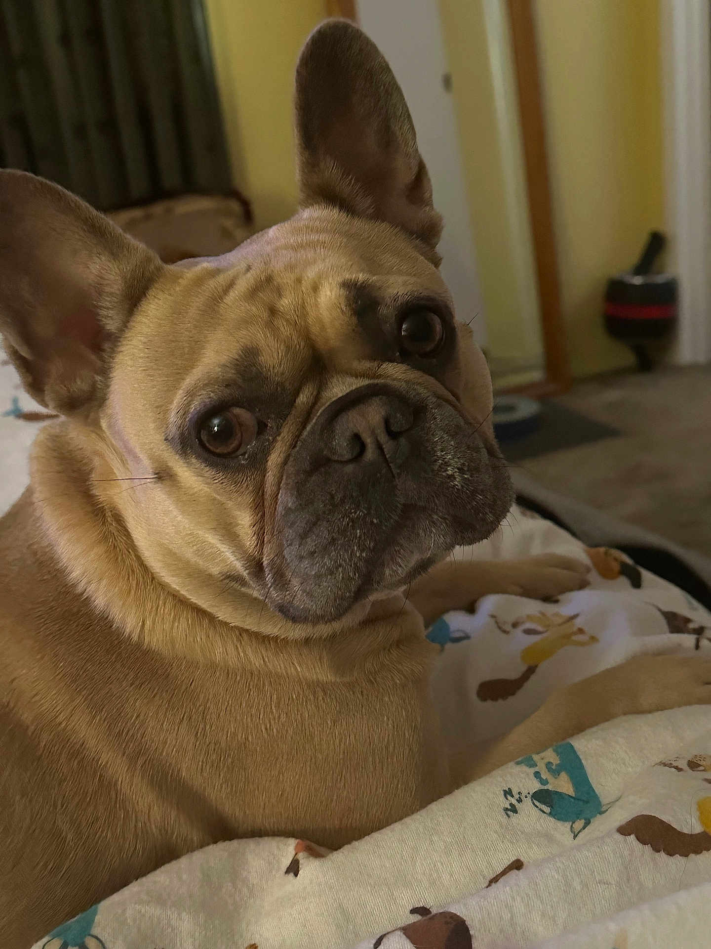 Phoebe Karma Coleman joined the competition — help win amazing prizes! dog, french_bulldog, pet, close_up, indoor, blanket, animal_print, curious, tan, ears, face, snout, fur, resting, cozy, home, background_blur, canine, companion, cute