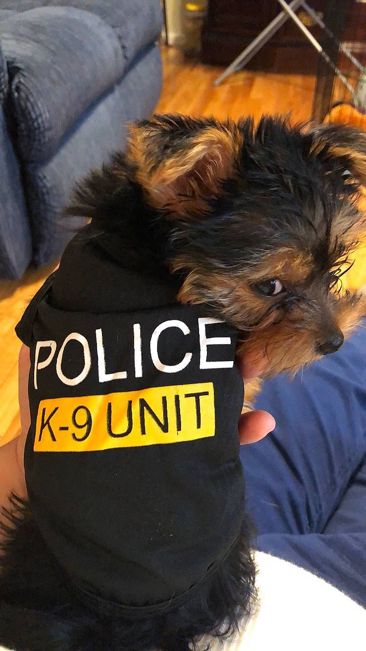 Freddie joined the competition — help win amazing prizes! australian_silky_terrier, australian_terrier, cairn_terrier, canidae, carnivore, companion_dog, dog, dog_breed, dog_clothes, fur, morkie, norwich_terrier, puppy, rare_breed_dog, small_terrier, terrier, toy_dog, yorkipoo, yorkshire_terrier