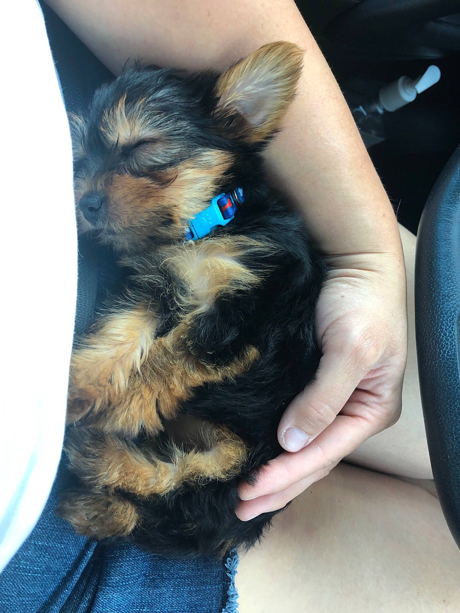 Freddie joined the competition — help win amazing prizes! australian_silky_terrier, australian_terrier, cairn_terrier, canidae, carnivore, companion_dog, dog, dog_breed, fawn, mammal, morkie, norwich_terrier, puppy, schnoodle, small_terrier, terrier, toy_dog, yorkipoo, yorkshire_terrier