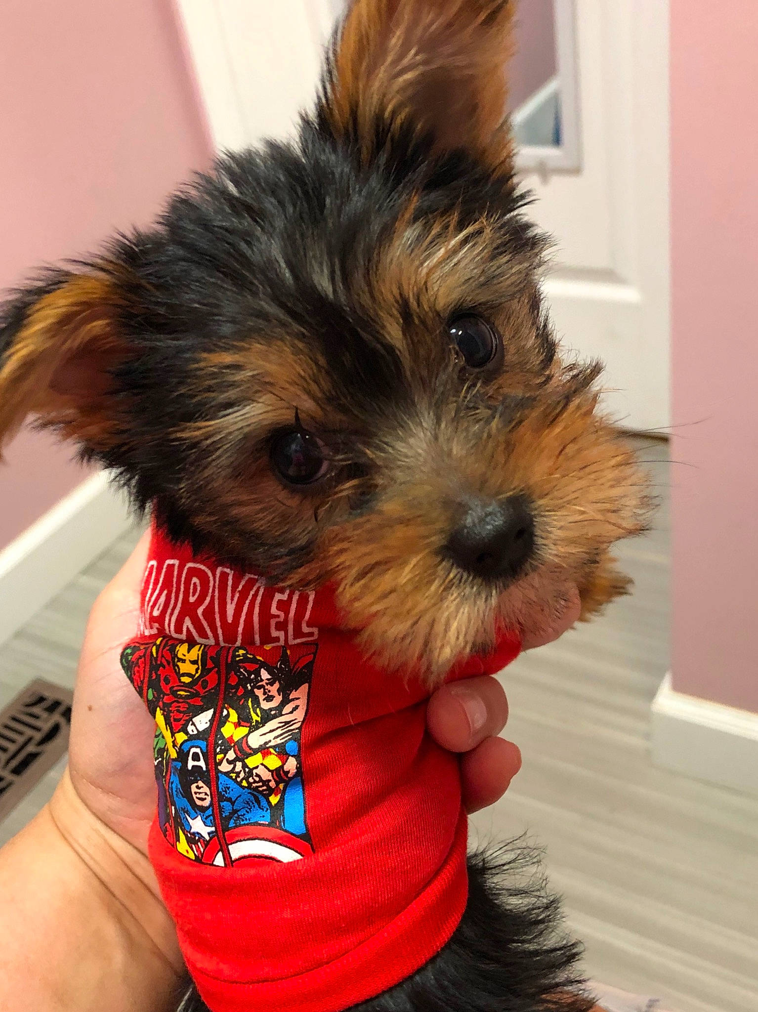 Freddie is registered to the contest to win money with this photo: australian_silky_terrier, australian_terrier, biewer_terrier, cairn_terrier, canidae, carnivore, companion_dog, dog, dog_breed, mammal, norwich_terrier, puppy, rare_breed_dog, small_terrier, snout, terrier, toy_dog, vertebrate, yorkipoo, yorkshire_terrier