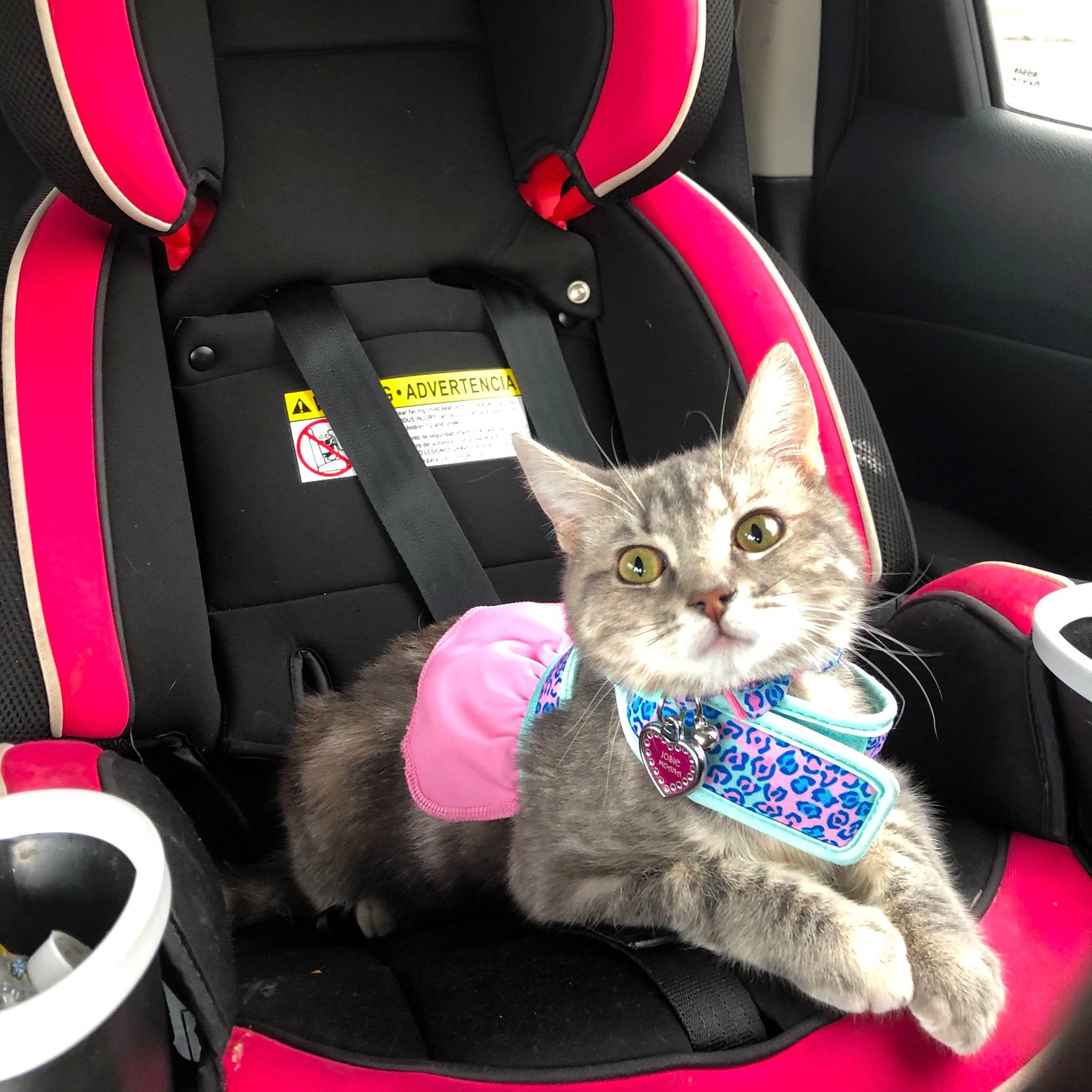 Josie joined the competition — help win amazing prizes!