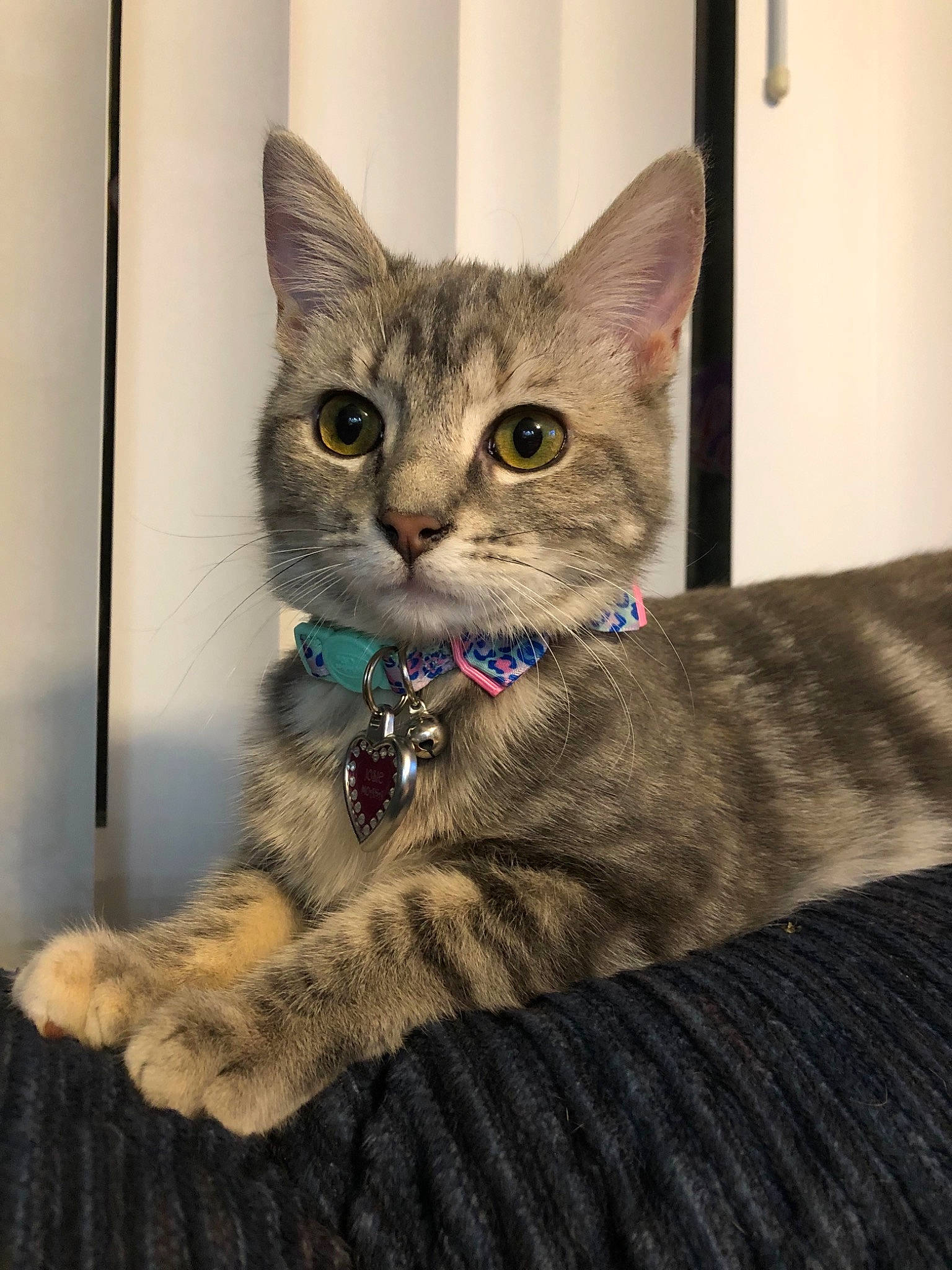 Josie joined the competition — help win amazing prizes!