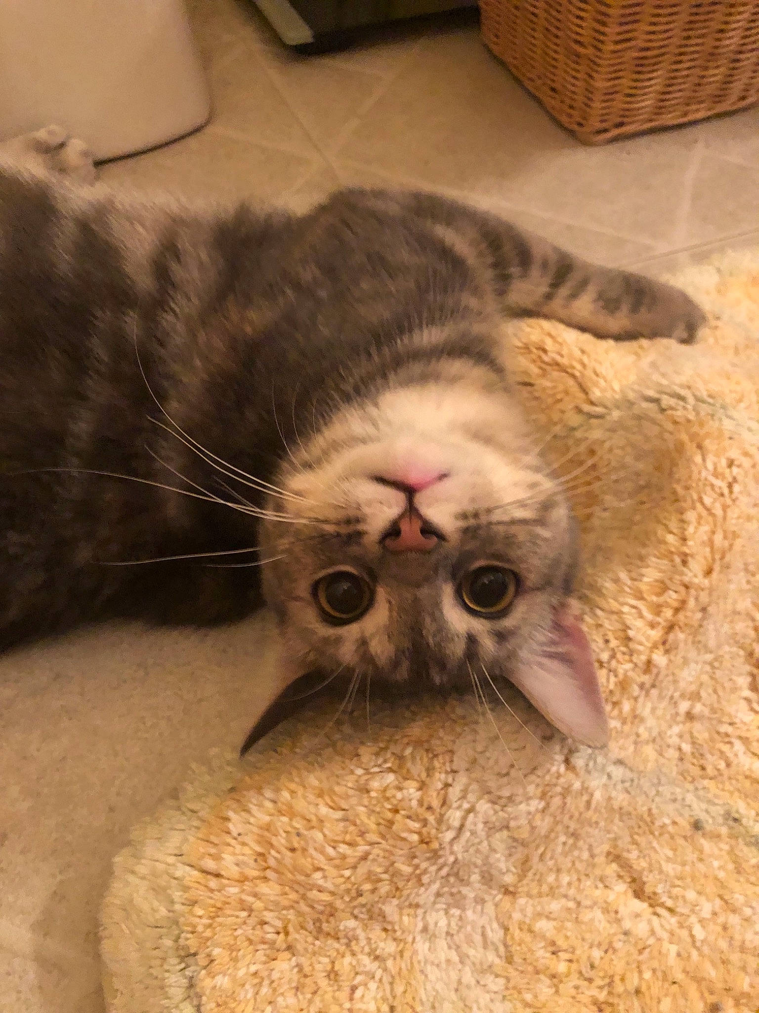 Josie is registered to the contest to win money with this photo: