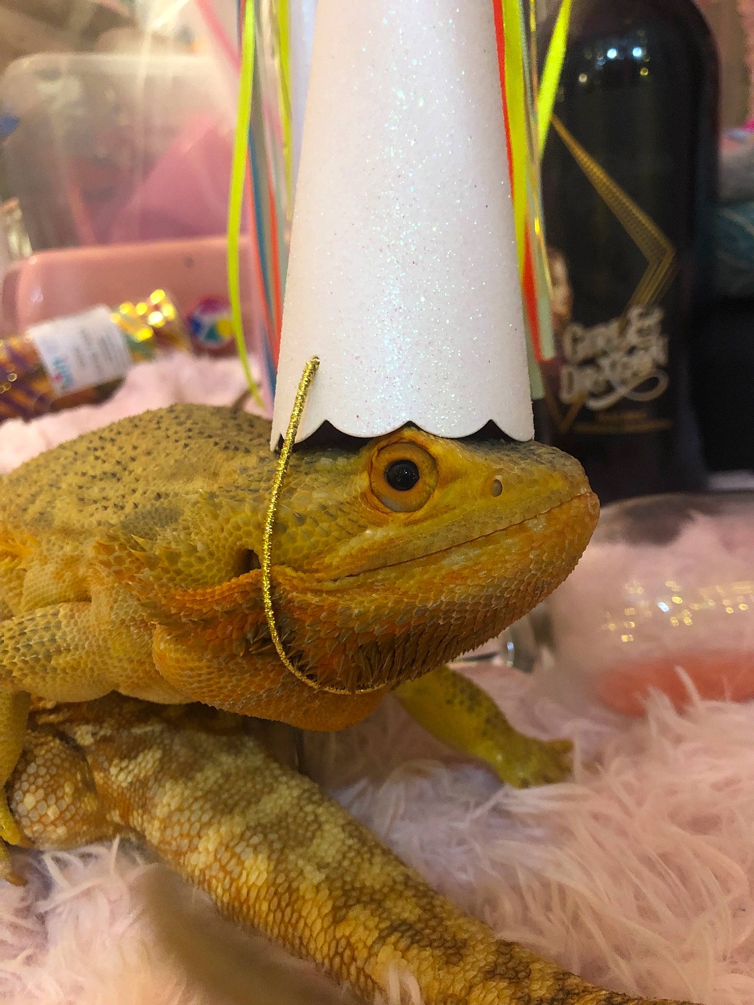 Rainbow joined the competition — help win amazing prizes!