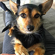 Looping participe au concours pour gagner de l'argent avec cette photo : dog, pet, close_up, paw, hand, ears, eyes, fur, indoor, floor, person, socks, jeans, home, comfort, resting, cute, animal, companion, relaxation