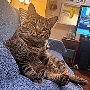 Lil Guy is registered to the contest to win money with this photo: cat, tabby_cat, pet, animal, feline, indoor, couch, blanket, living_room, furniture, relaxed, seated, whiskers, ears, fur, domestic_animal, home, television, lamp, photo_frames