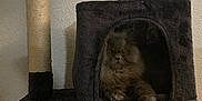Blue a rejoint le concours — aidez-le/la à gagner de superbes lots ! altar, angora, animal, archaeology, architecture, bookcase, building, cat, chair, church, closet, cupboard, furniture, hardwood, indoors, kitten, pet, prayer, shelf, wood