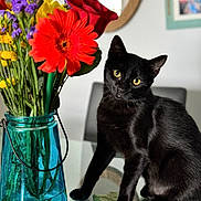 Shadow is registered to the contest to win money with this photo: black_cat, blue_vase, cat, curious, domestic_animal, flower_bouquet, framed_photos, furniture, glass_table, home, indoor, mirror, petals, plant_stems, purple_flower, red_flower, reflection, sitting, water, yellow_flower