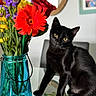 black_cat, cat, glass_table, flower_bouquet, blue_vase, red_flower, yellow_flower, purple_flower, petals, indoor, home, mirror, framed_photos, curious, sitting, domestic_animal, plant_stems, water, reflection, furniture