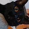 Shadow is registered to the contest to win money with this photo: animal, black_cat, cat, close_up, cozy, curious, ear, feline, golden_eyes, guitar, indoor, music, musical_instrument, pet, portrait, soft_light, string_instrument, texture, whiskers, wood