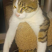 Spazzy is registered to the contest to win money with this photo: animal, carpeted_post, cat, cat_tree, cute, domestic_cat, ears, feline, fur, household, indoor, long_legs, pet, relaxed, resting, sleepy, tabby_cat, whiskers, white_paws, yellow_eyes