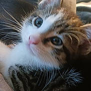 Spazzy is registered to the contest to win money with this photo: animal, cat, close_up, cozy, cute, ears, eyes, face, feline, fur, indoors, kitten, muzzle, pet, relaxed, resting, soft, tabby, whiskers, young