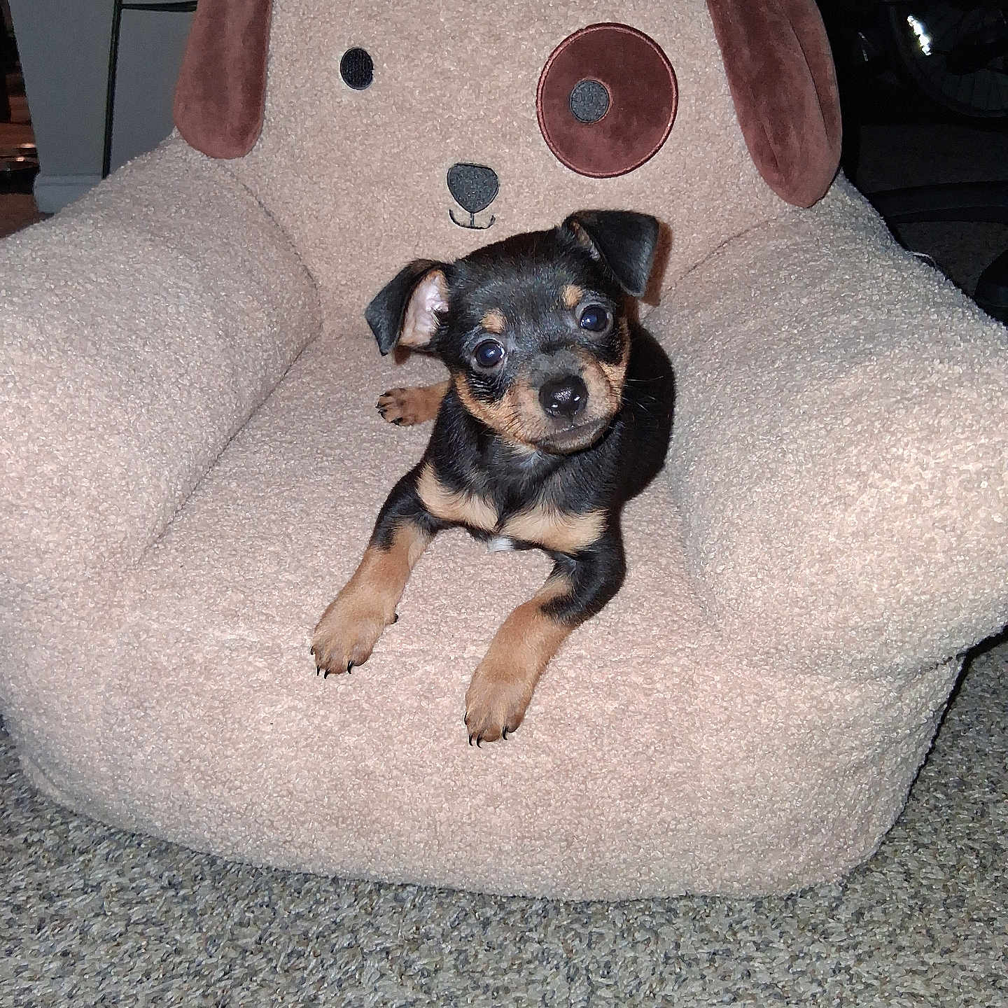 Snibbles joined the competition — help win amazing prizes! animal, black_fur, carpet, chair, comfort, cute, dog, ears, eyes, front_paws, furniture, indoor, nose, pet, plush, puppy, relaxing, small_dog, tan_fur, toy