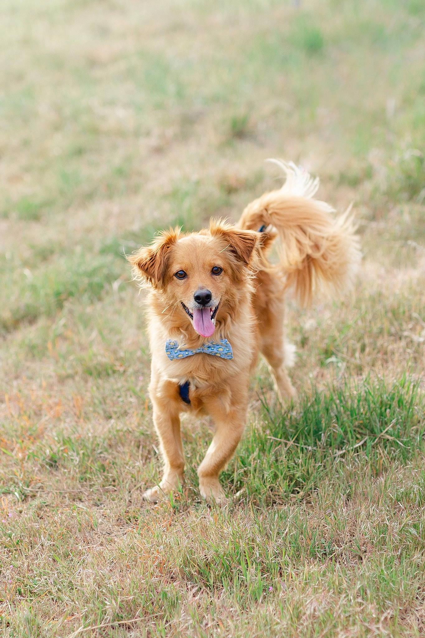 Paris is registered to the contest to win money with this photo: basque_shepherd_dog, canidae, carnivore, companion_dog, dog, dog_breed, fawn, golden_retriever, grass, hovawart, mammal, nova_scotia_duck_tolling_retriever, pomeranian, puppy, retriever, sporting_group, vertebrate, working_dog