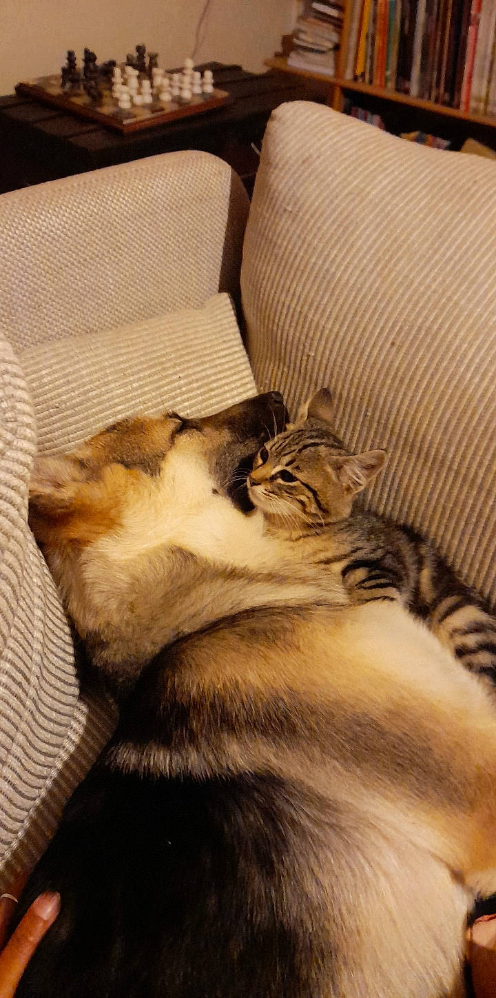 Khéops participe au concours pour gagner de l'argent avec cette photo : asian, carnivore, cat, comfort, european_shorthair, felidae, fur, kitten, norwegian_forest_cat, paw, small_to_medium_sized_cats, somali, tabby_cat, whiskers