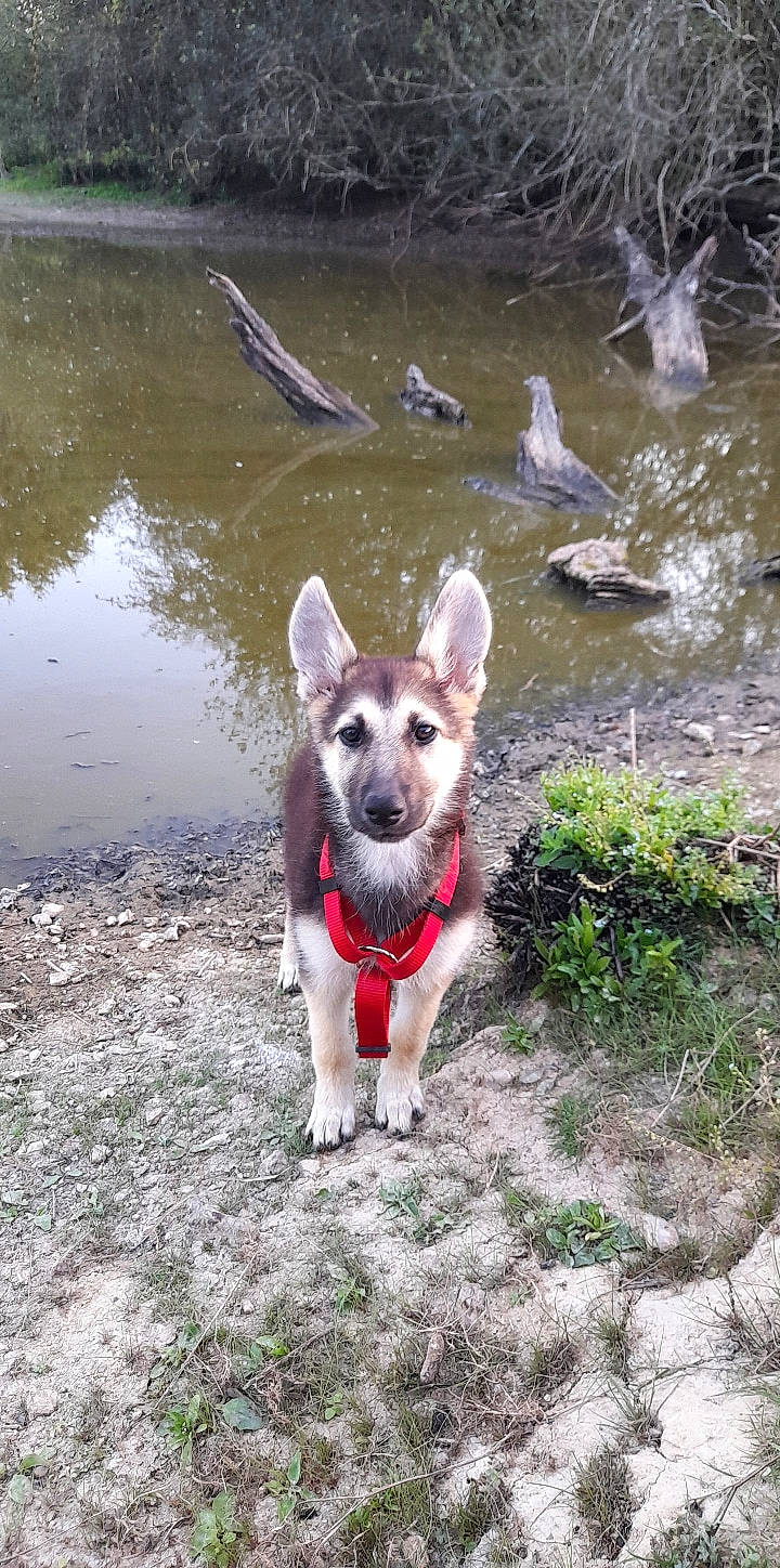 Khéops participe au concours pour gagner de l'argent avec cette photo : canidae, carnivore, carolina_dog, dog, dog_breed, fawn, mammal, northern_inuit_dog, rare_breed_dog, siberian_husky, swedish_vallhund, tamaskan_dog, vertebrate