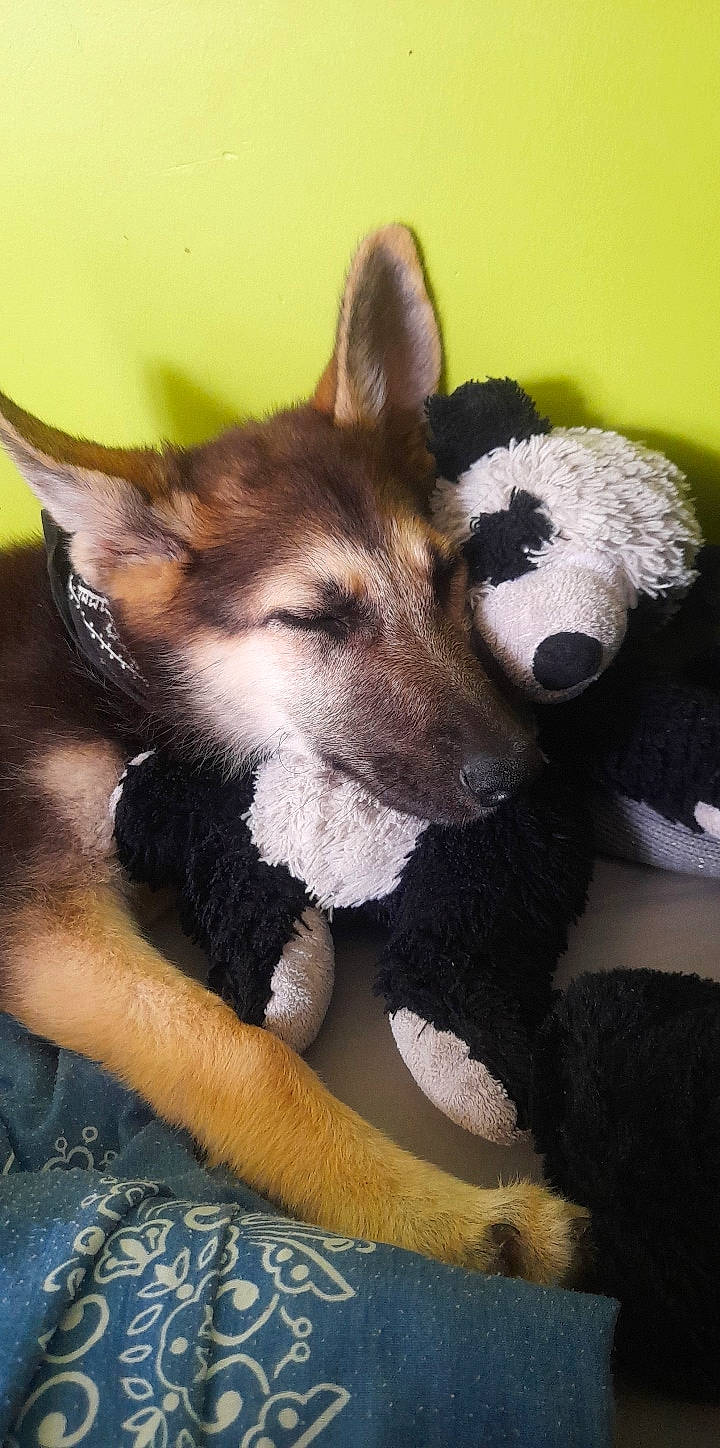 Khéops participe au concours pour gagner de l'argent avec cette photo : canidae, carnivore, dog, dog_breed, east_european_shepherd, german_shepherd_dog, kunming_wolfdog, mammal, norwegian_elkhound, rare_breed_dog, siberian_husky, snout, vertebrate, wolfdog