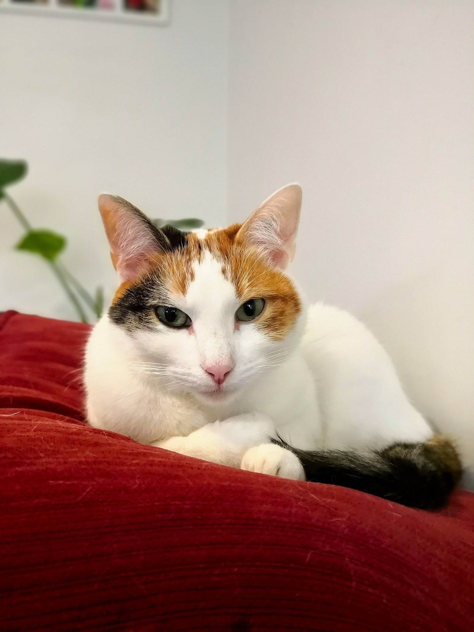 Hearty is registered to the contest to win money with this photo: aegean_cat, american_wirehair, carnivore, cat, domestic_short_haired_cat, european_shorthair, felidae, fur, japanese_bobtail, kitten, mammal, small_to_medium_sized_cats, turkish_van, whiskers