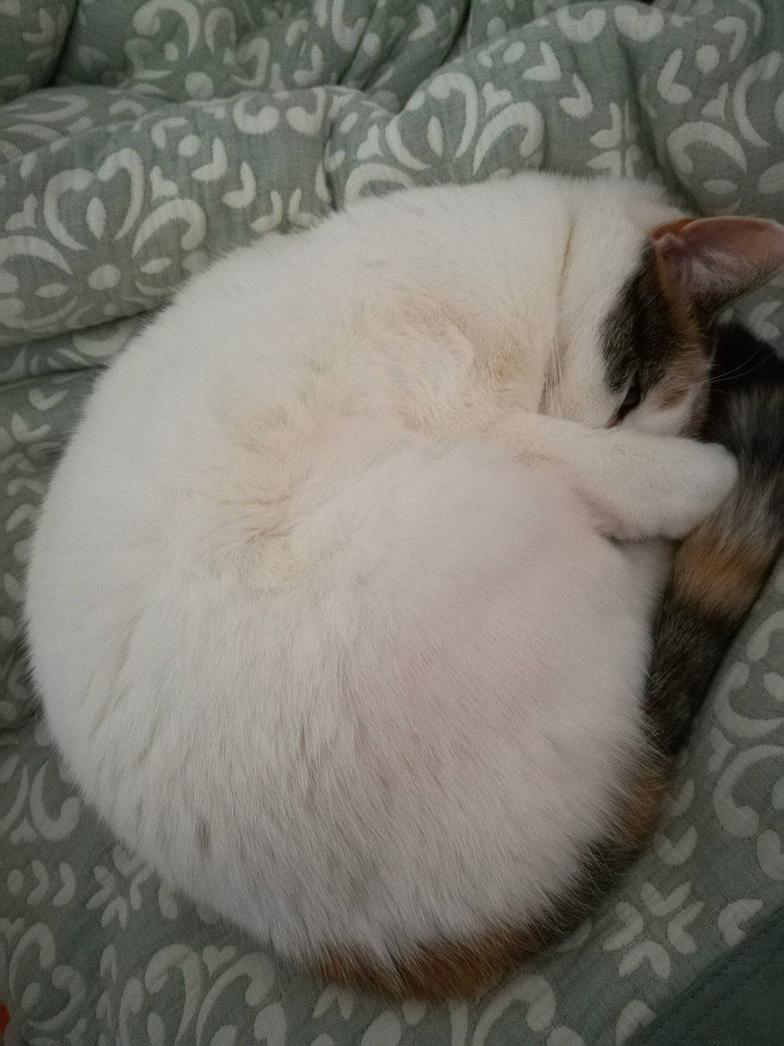 Hearty joined the competition — help win amazing prizes! carnivore, cat, cat_bed, fawn, felidae, fur, nap, ragdoll, sleep, small_to_medium_sized_cats, tail, whiskers