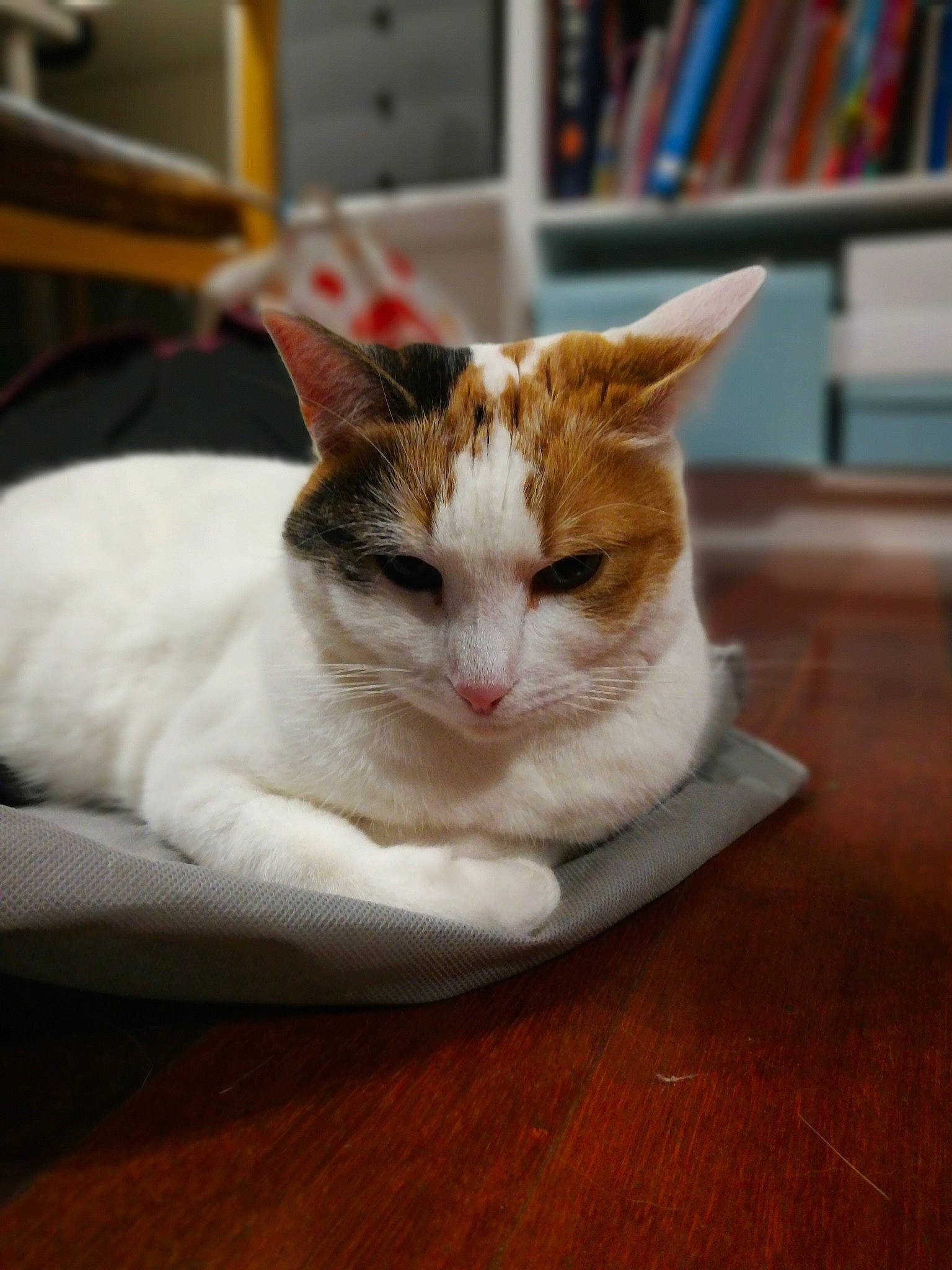 Hearty joined the competition — help win amazing prizes! aegean_cat, asian, carnivore, cat, domestic_short_haired_cat, european_shorthair, felidae, fur, kitten, small_to_medium_sized_cats, turkish_van, whiskers