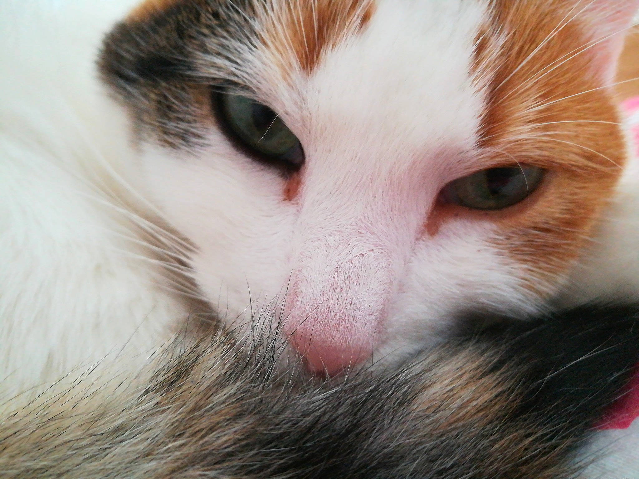 Hearty is registered to the contest to win money with this photo: aegean_cat, carnivore, cat, close_up, ear, eye, face, felidae, fur, iris, kitten, mammal, nose, skin, small_to_medium_sized_cats, snout, turkish_van, whiskers