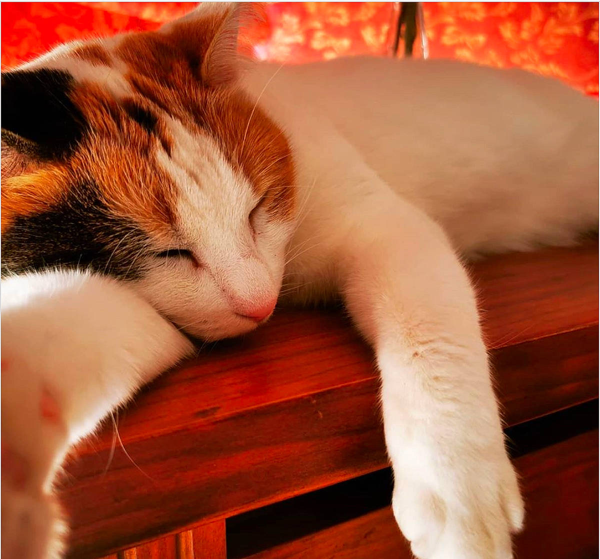 Hearty is registered to the contest to win money with this photo: aegean_cat, asian, carnivore, cat, ear, european_shorthair, eye, felidae, fur, nap, paw, sleep, small_to_medium_sized_cats, tail, turkish_van, whiskers