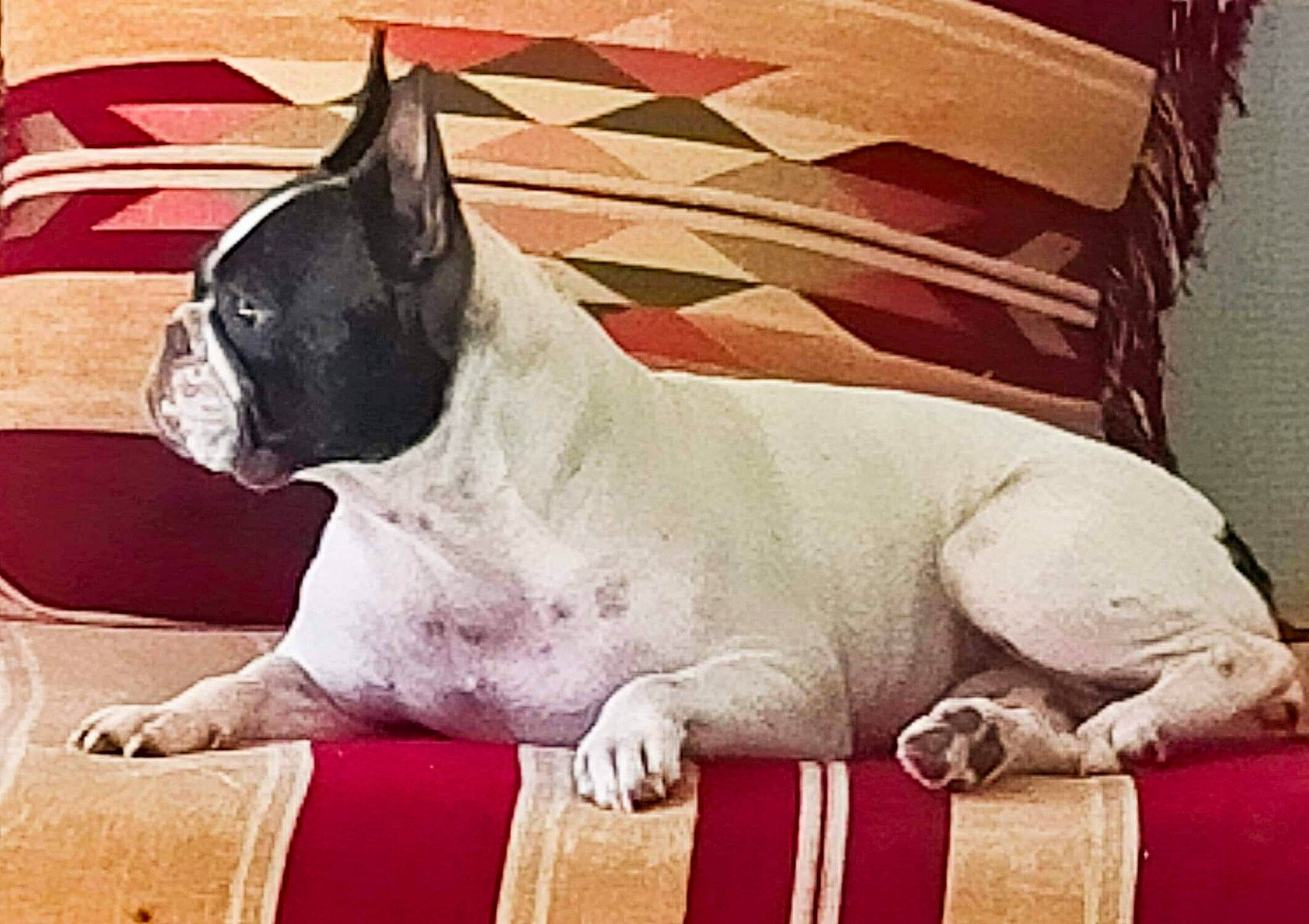 Kimy a rejoint le concours — aidez-le/la à gagner de superbes lots ! ancient_dog_breeds, carmine, carnivore, comfort, companion_dog, dog, dog_breed, fawn, linens, metal, paint, snout, sporting_group, square, tail, terrestrial_animal, visual_arts, whiskers, working_animal, wrinkle