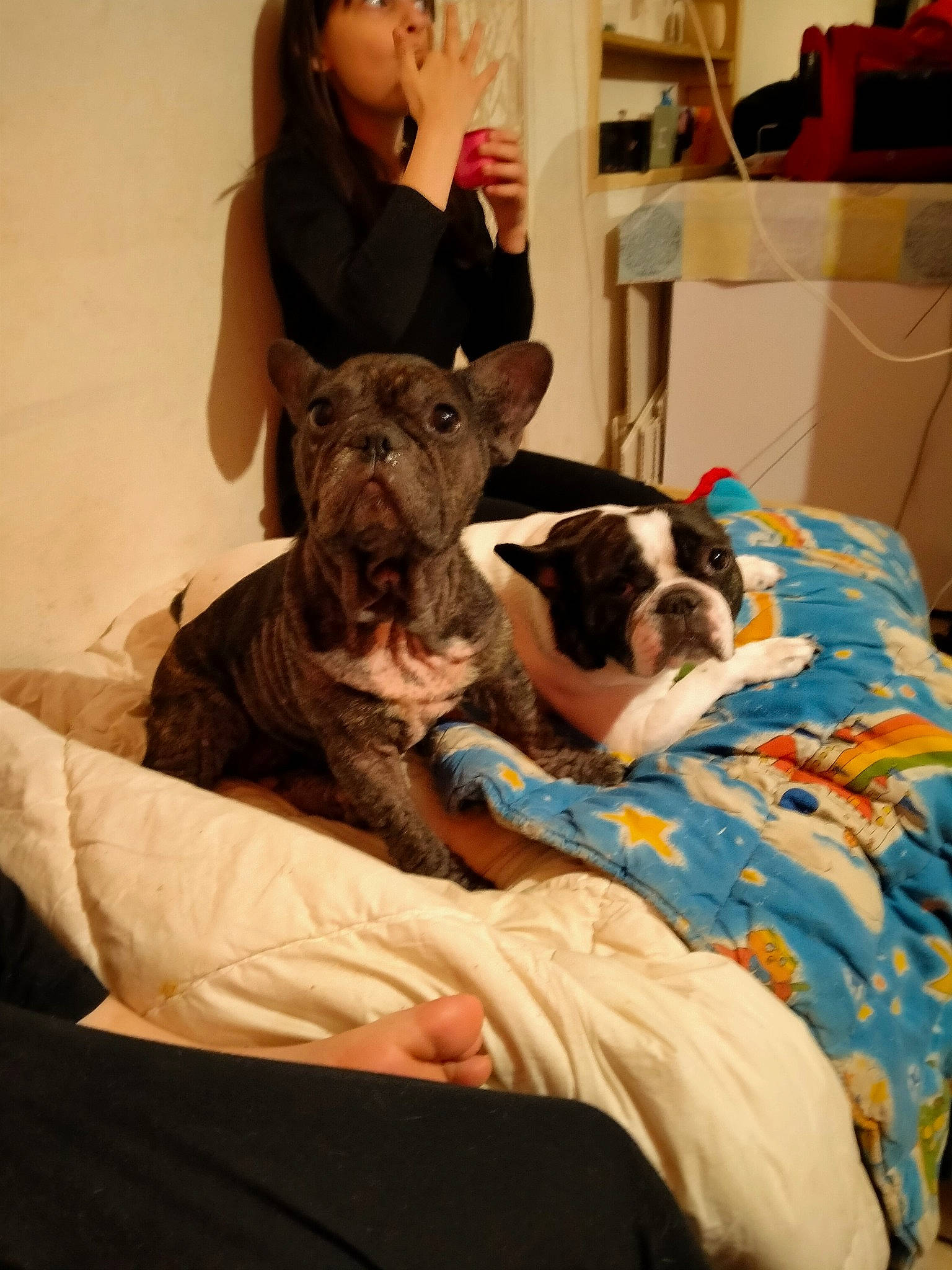 Kimy participe au concours pour gagner de l'argent avec cette photo : canidae, carnivore, chair, comfort, companion_dog, dog, dog_breed, fawn, felidae, fur, human_leg, non_sporting_group, room, small_to_medium_sized_cats, snout, sporting_group, thigh, toy_dog, whiskers, working_animal