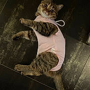 Nala a rejoint le concours — aidez-le/la à gagner de superbes lots ! cat, tabby, pet_clothing, pink_outfit, floor, curious, wide_eyes, indoor, animal, feline, cute, playful, striped_fur, lying_down, domestic_cat, whiskers, tail, ears, paw, looking_up
