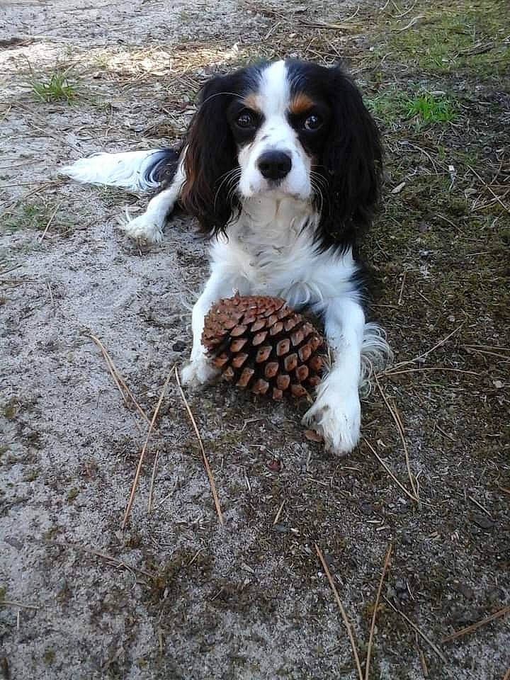 Chouky participe au concours pour gagner de l'argent avec cette photo : canidae, carnivore, cavalier_king_charles_spaniel, companion_dog, dog, dog_breed, fur, grass, king_charles_spaniel, snout, soil, spaniel, sporting_group, terrestrial_animal, toy_dog, working_dog