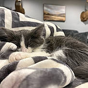 Ollie joined the competition — help win amazing prizes! kitten, sleeping, blanket, gray, white, fur, paw, cozy, indoor, home, living_room, decor, deer_head, painting, soft, closeup, rest, cute, animal, pet