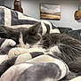 kitten, sleeping, blanket, gray, white, fur, paw, cozy, indoor, home, living_room, decor, deer_head, painting, soft, closeup, rest, cute, animal, pet