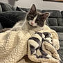 Ollie joined the competition — help win amazing prizes! kitten, cat, blanket, sofa, couch, indoor, pet, furniture, cozy, plush, gray, white, animal, cute, relaxed, portrait, home, decor, painting, mounted_deer_head