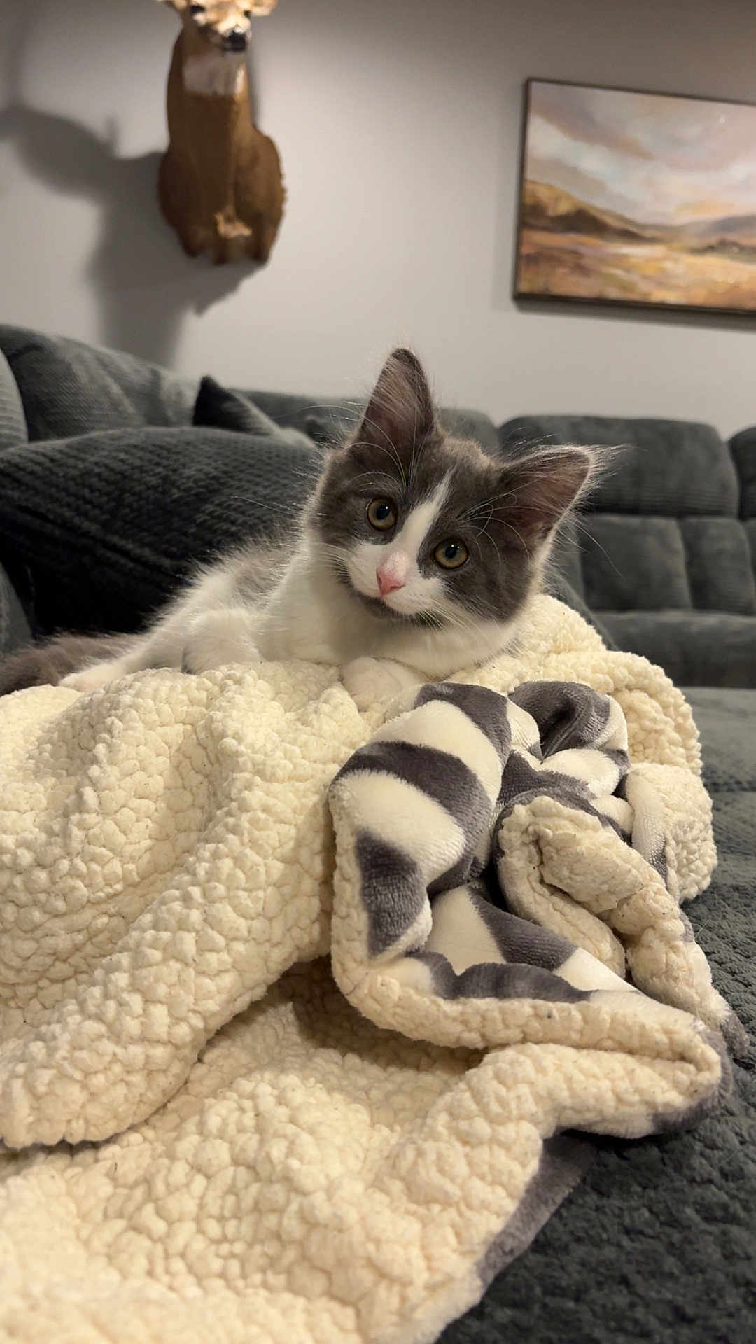 Ollie