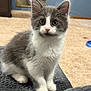 Ollie is registered to the contest to win money with this photo: kitten, cat, gray_and_white, fur, pet, animal, indoor, carpet, blanket, curious, cute, whiskers, ears, sitting, young, domestic, feline, closeup, portrait, soft