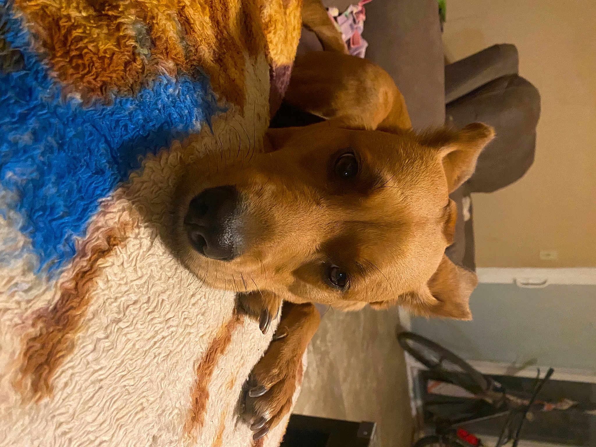 Willow
