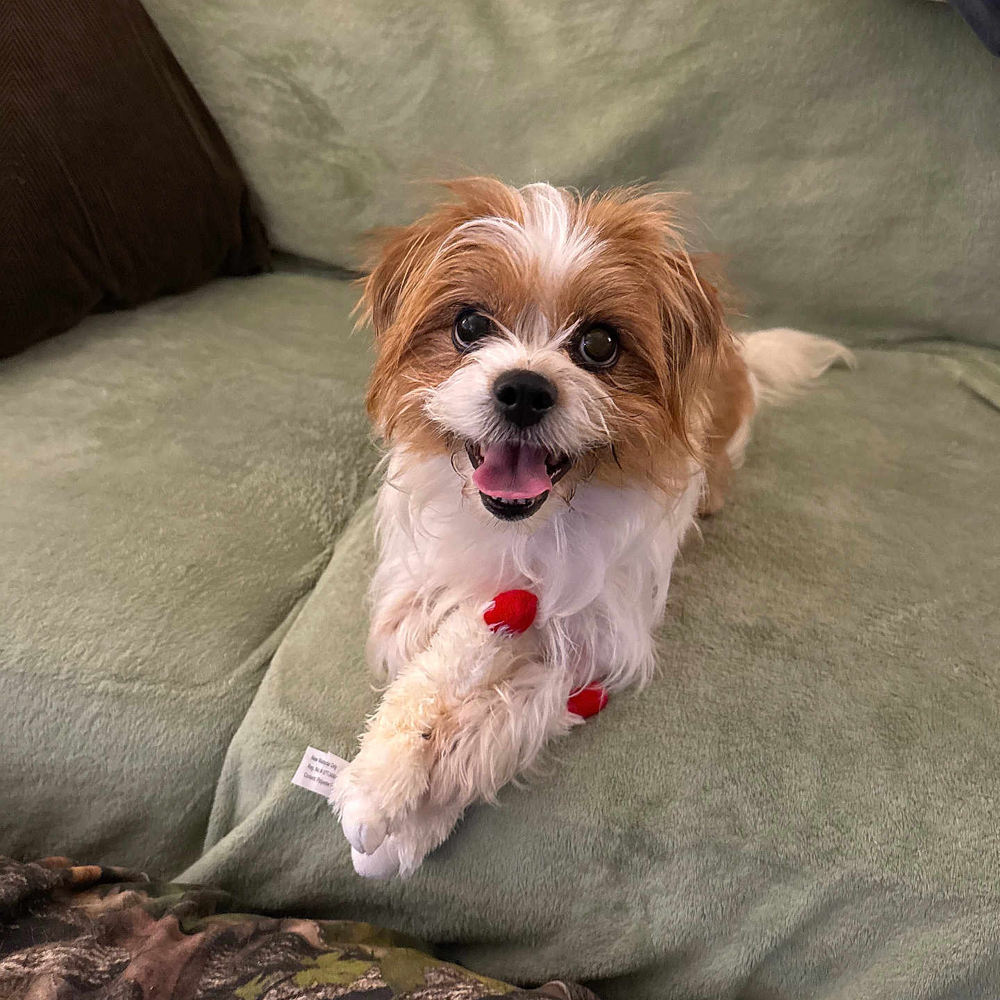 Phoebe joined the competition — help win amazing prizes! animal, companion, couch, cute, dog, domestic_animal, fluffy, friendly, fur, green_couch, happy, indoor, pet, playful, plush_toy, relaxed, sitting, small_dog, smiling, toy