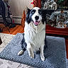 animal, black_and_white, blue_eyes, border_collie, cabinet, cozy, decor, dog, figurines, fur, happy, indoor, mat, pet, rug, sitting, smiling, tongue_out, unicorn, wooden_floor