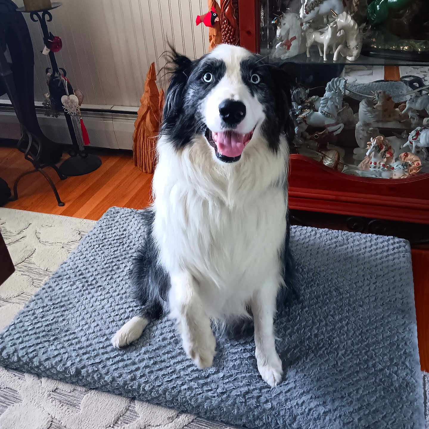 Kj is registered to the contest to win money with this photo: dog, border_collie, blue_eyes, smiling, indoor, mat, rug, wooden_floor, cabinet, figurines, unicorn, decor, pet, happy, fur, animal, sitting, tongue_out, black_and_white, cozy
