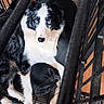 animal, bedding, black_and_white, blanket, blue_eyes, border_collie, canine, cozy, crate, dog, floor, fur, home, indoor, looking_up, metal_bars, pet, resting, toy, wood_floor