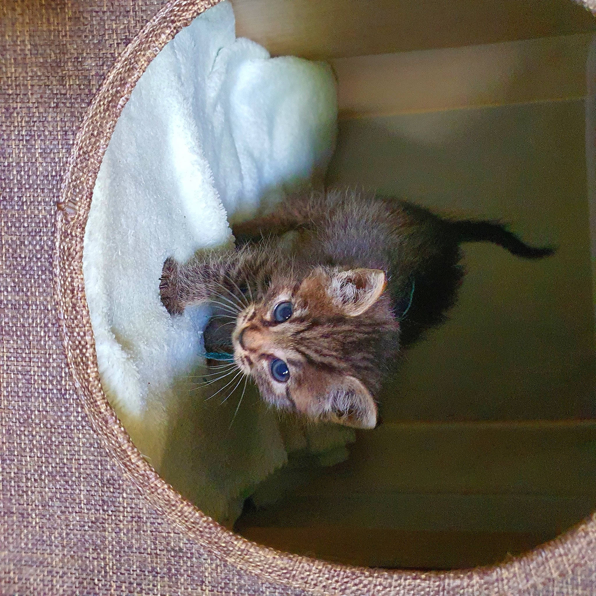 Sherkhan De La Couloire