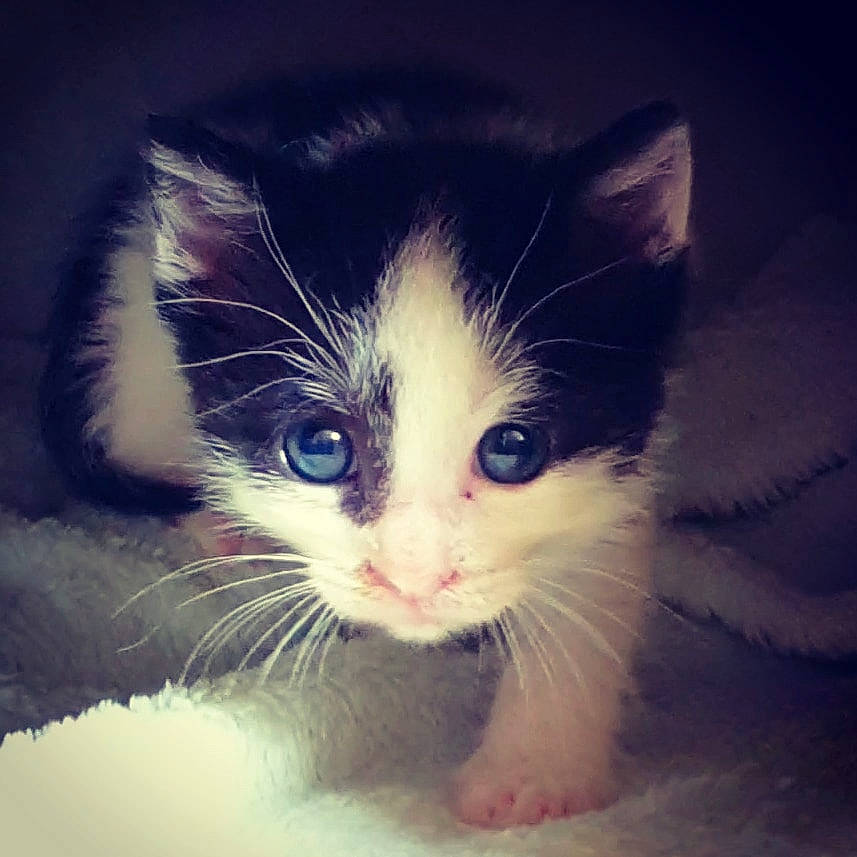Bigou De La Couloire participe au concours pour gagner de l'argent avec cette photo : carnivore, cat, claw, domestic_short_haired_cat, electric_blue, eye, felidae, foot, fur, grass, hair, head, leg, meteorological_phenomenon, paw, photo_caption, small_to_medium_sized_cats, snout, tail, whiskers