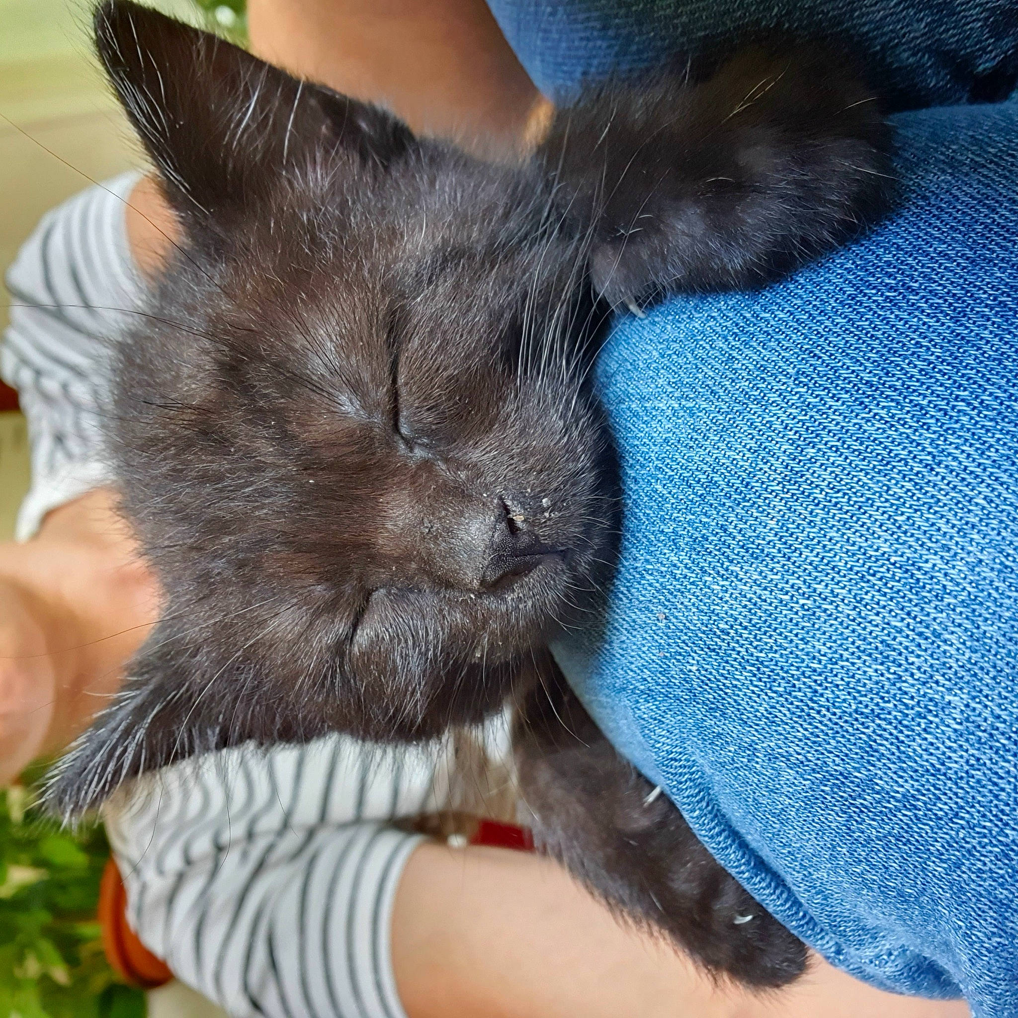 Bagheera De La Couloire