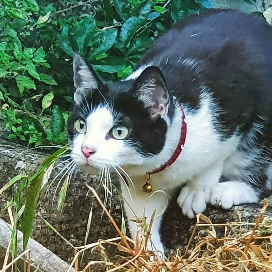 Mimoune De La Couloire participe au concours pour gagner de l'argent avec cette photo : carnivore, cat, domestic_short_haired_cat, eye, felidae, fur, grass, groundcover, plant, small_to_medium_sized_cats, snout, tail, terrestrial_animal, tree, twig, whiskers, wildlife