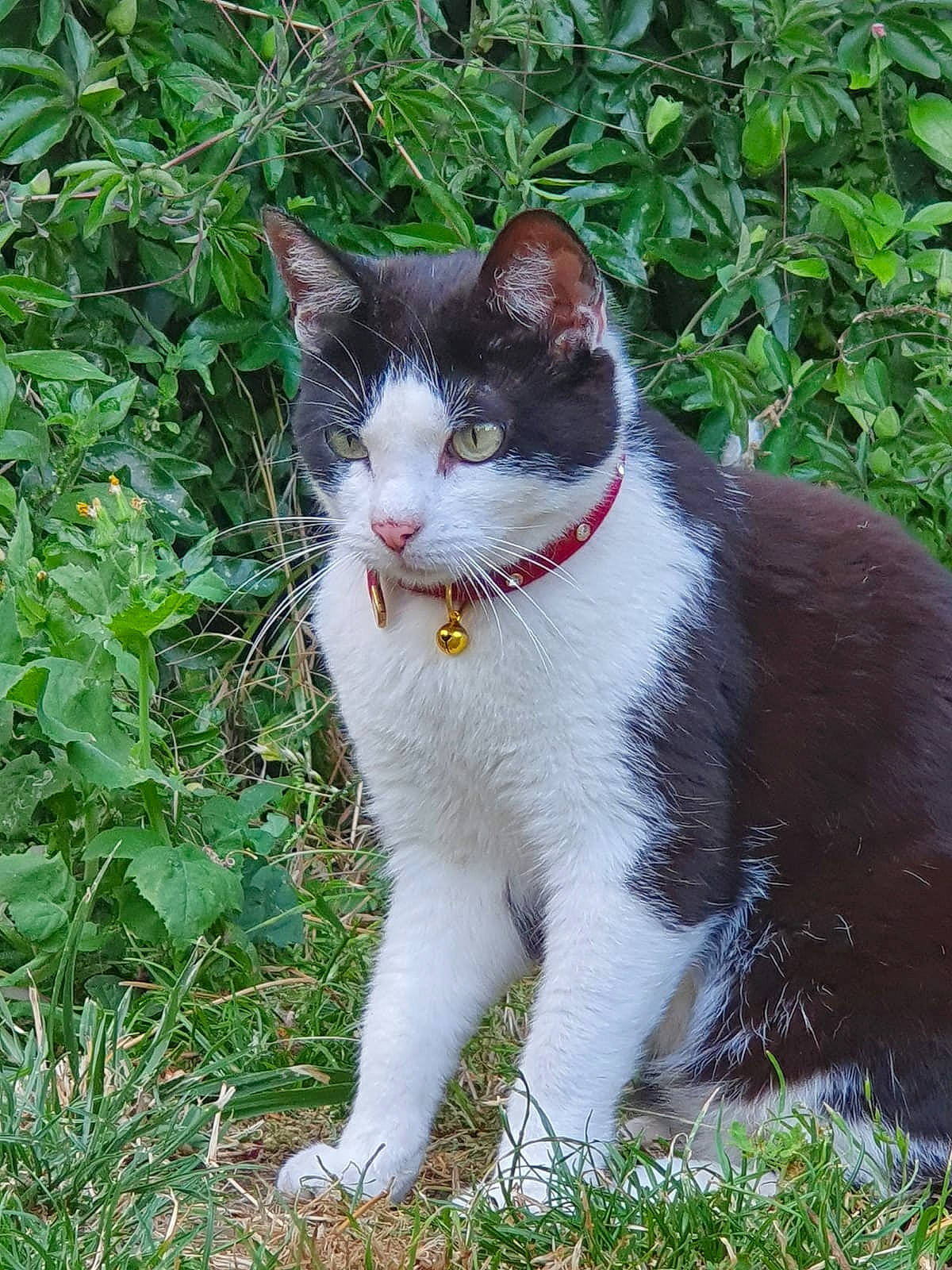 Mimoune De La Couloire