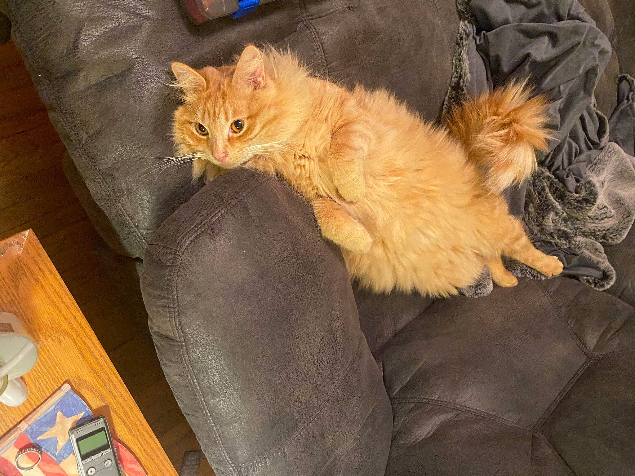 Klaws joined the competition — help win amazing prizes! carnivore, cat, claw, comfort, couch, domestic_short_haired_cat, fawn, felidae, foot, fur, hardwood, human_leg, lap, paw, sitting, small_to_medium_sized_cats, snout, tail, whiskers